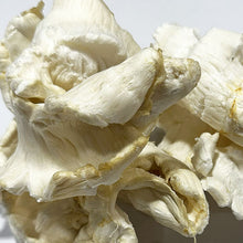 Load image into Gallery viewer, SẢN PHẨM MỚI (LARGE): BONG BÓNG CÁ MÈ MISSISSIPPI (4 oz)